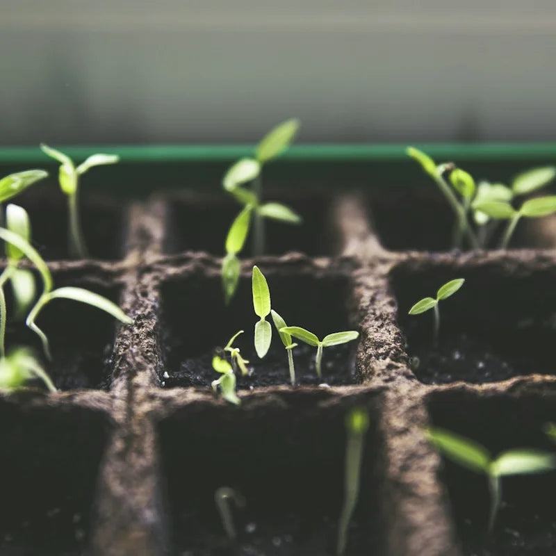Seedlings growing in nursery trays, illustrating a garden centre growing area